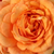 Oranje - Floribunda roos - Bentheimer Gold ®